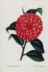 Variete av hybridkamelier, kalt Caprioli, med røde blomster stripet med hvitt (Camellia japonica, Thea japonica). Illustrasjon av P. de Pannemaeker, litografi av L. Stroobant fra Gent (Belgia), publisert i L#39;illustration horticole