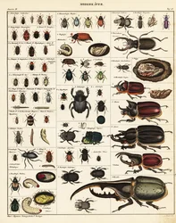 Billearter, 1841