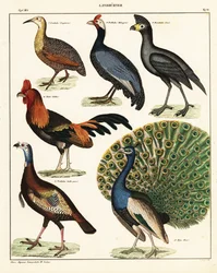 Varianter av fugler. ,1841 (litografi)