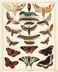 Varianter av sommerfugler, møll, etc., 1841 (litografi)