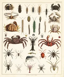 Varianter av krabber og edderkopper., 1841 (litografi)