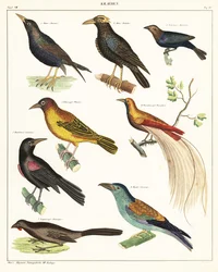 Varianter av eksotiske fugler. ,1841 (litografi)
