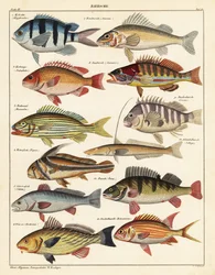 Varianter av fisk., 1841 (litografi)
