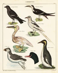 Varianter av sjøfugler. ,1841 (litografi)