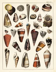 Varianter av skjell, bløtdyr., 1841 (litografi)