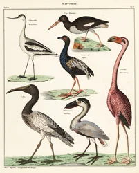 Varianter av vadefugler. ,1841 (litografi)