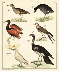 Variasjon av vannfugler. ,1841 (litografi)
