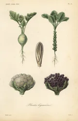 Grønnsaker, Plantes legumieres