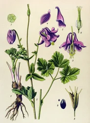 Venenøs plante (giftig): Vanlig ancolia (Aquilegia vulgaris)