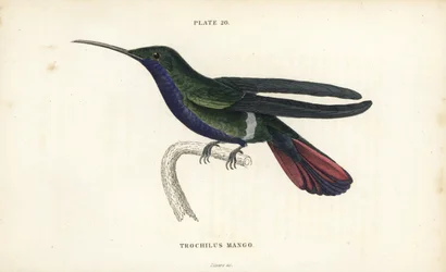 Veraguansk mango, Anthracothorax veraguensis (Mangokolibri, Trochilus mango). Håndkolorert stålgravering av William Lizars fra Sir William Jardines naturalistbibliotek: Ornitologi: Kolibrier bind 2, Edinburgh, WH Lizars