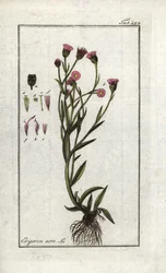 Vergerette acre (Erigeron acris). Litografi fra “Afbeelding der Artseny-Gewassen” av Johannes Zorn (1739-1799), Nederland