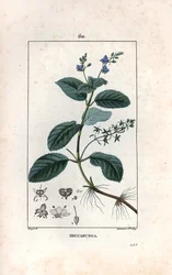 Brooklime eller europeisk spe