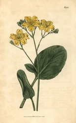 Villardie - Villarsia ovata (Ovalbladet kappbukbønne, Menyanthes ovata). Håndkolorert botanisk gravering fra John Sims#39; Curtis#39;s Botanical Magazine, Couchman, London.
