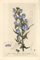 Huggormskommune - Huggormslus, Echium vulgare - Håndkolorert kobberstikk av J. Whessell fra en tegning av Isaac Russell fra William Baxters «British Phaenogamous Botany» 1836