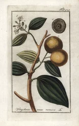 Vomiker (Strychnis nux-vomica). Litografi fra “Afbeelding der Artseny-Gewassen” av Johannes Zorn (1739-1799), Nederland