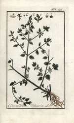 Vulvar (Chenopodium vulvaria). Litografi fra “Afbeelding der Artseny-Gewassen” av Johannes Zorn (1739-1799), Nederland