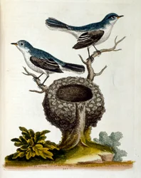Akvarellillustrasjon fra en bok om sjeldne fugler av G Edwards 1750. George Edwards (1694–1773) var en britisk naturforsker og ornitolog. Han reiste mye gjennom Europa og studerte naturhistorie og spesielt fugler. Han fikk en viss anerkjennelse