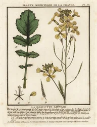 Brønnkarsebladrakett, Erucastrum nasturtiifolium.