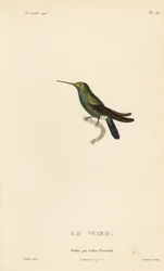 Weds eller Neuwieds kolibri, Trochilus cyanogenys eller Ornismya wiedii. Håndkolorert stålgravering av Coutant etter en illustrasjon av Jean-Gabriel Pretre fra Rene Primevere Lessens Naturhistorie av slekten Colibri av kolibrier.