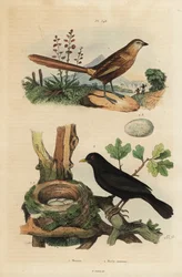 Vestlig gresstorn, Amytornis textilis 1 og vanlig svarttrost med reir og egg, Turdus merula 2. Merion, Merle commun.