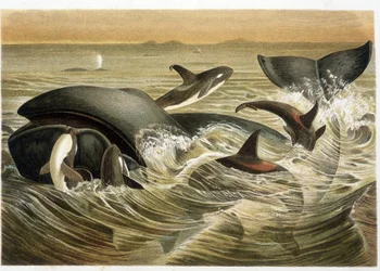 Whales and Orcs, illustrert i farger av W. Kuhnert i "" Vita degli Animali"" av A. E. Brehm, utgave av 1893.