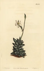 Hvitblomstret anacampseros, Anacampseros arachnoides