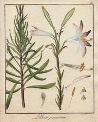 Hvite liljer. Farget kobberstikk, i Botanique Medicinale (utgitt i Berlin, Tyskland).
