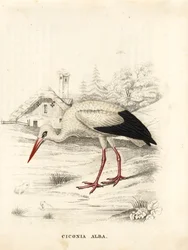 Hvit stork, Ciconia ciconia (Ciconia alba). Håndkolorert stålgravering fra Georg Friedrich Treitschkes naturhistoriske galleri, Naturhistorisk museum for Det tredje riket, Leipzig.