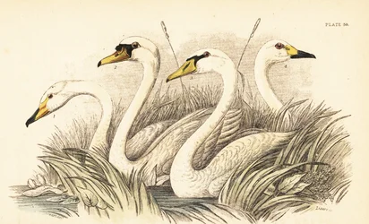 Knopsvane, knoppsvane, Bewicks svane. 1889 (gravering)