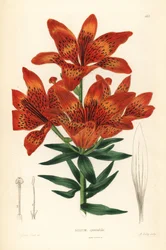 Villlilje - Sibirlilje, Lilium pensylvanicum (Prangende sibirlilje, Lilium spectabile). Håndkolorert kobberstikk av A. Bailey etter Edwin Dalton Smith fra John Lindley og Robert Sweets Ornamental Flower Garden and Shrubbery, G. Willis, London.
