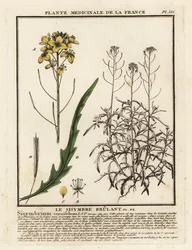 Vill rakett, Diplotaxis tenuifolia.