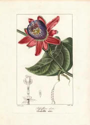 Pasjonsblomst med vingestilk, Passiflora alata, hjemmehørende i Brasil. Håndkolorert stiplegravering på kobber av Goulet fra en botanisk illustrasjon av Pancrace Bessa fra Mordant de Launays «Herbier General de l#39;Amateur», Audot, Paris.