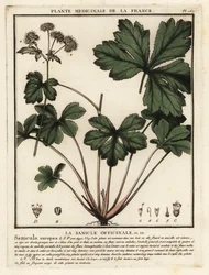 Tresanikel, Sanicula europaea.