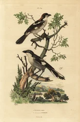 Woodchat Shrike, Lanius-senator, og Southern Gray Shrike, Lanius