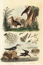 Rugde, Scolopax rusticola, grankorsnebb, Loxia curvirostra, og svart saksnebb, Rynchops niger, rugde, korsnebb og saksnebb