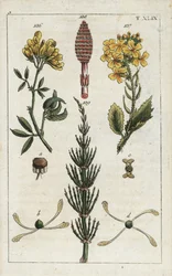 Gul alfalfa (alfalfa), Medicago falcata 136, vill reddik (ravenell), Raphanus raphnistrum 137, og åker kjerringrokk (prele av markene), Equisetum arvense 138/1 Håndfarget kobberstikk av en botanisk illustrasjon fra GT Wilhelms quot;Untequot;