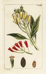 Gult og rødt nellikkrydder, Syzygium aromaticum.