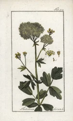 Gul Pigamon (Thalictrum flavum). Litografi fra “Afbeelding der Artseny-Gewassen” av Johannes Zorn (1739-1799), Nederland