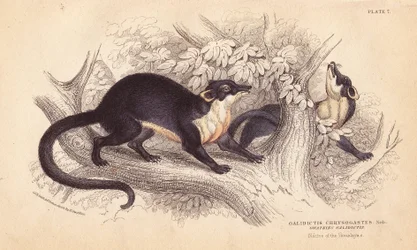 Gulstrupet mår, Martes flavigula (Galidictis chrysogastes). Håndkolorert stålgravering av Lizars etter en illustrasjon av Charles Hamilton Smith fra en skisse av RG Watkin fra William Jardines naturalistbibliotek, Edinburgh.
