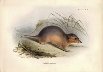 Zoologi: «Didelphis brachiura» av opossumfamilien beskrevet av Charles Darwin under hans utforskningsreise om bord på Beagle. Platte fra «Zoologi om reisen til HMS Beagle under kommando av kaptein Fitzroy i årene 1832 til 1836».
