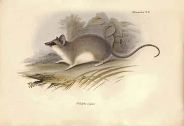 Zoologi: «Didelphis elegans» av opossumfamilien beskrevet av Charles Darwin under hans utforskningsreise om bord på Beagle. Platte fra «Zoologi om reisen til HMS Beagle under kommando av kaptein Fitzroy i årene 1832 til 1836». 