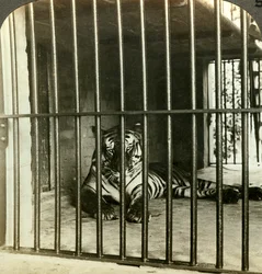 Fanget menneskeetende tiger som fikk skylden for 200 dødsfall, Calcutta, India, ca. 1903