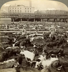 Storfe, Great Union Stock Yards, Chicago, Illinois, USA.