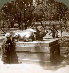 Troende kvinne som stryker en bronseokse for å kurere revmatisme, Kitano Tenjin-tempelet, Kyoto, Japan, 1904