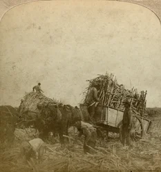 Laster stokk, sukkerplantasje, Louisiana, USA.