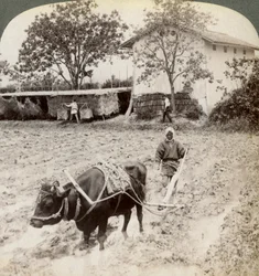 Pløying av oversvømt mark for risplanting, nord for hovedveien ved Uji, nær Kyoto, Japan, 1904.