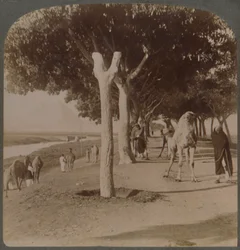 Veien til pyramidene, Egypt, 1896.