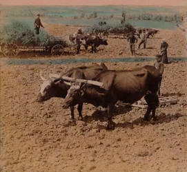 Sparsomme landfolk med storfe på jobb på en gård nær Jönköping, Sverige, 1905. Kunstnere: Elmer Underwood, Bert Elias Underwood.