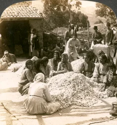 Kvinner sorterer store hauger med silkekokonger, Antiokia, Syria, 1900-tallet.