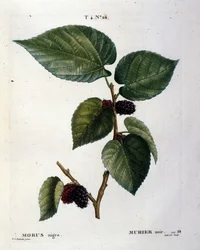 Et svart morbærtre og fruktene dets: botanisk plansje fra 1800-tallet